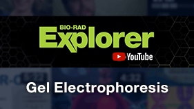 Gel Electrophoresis Playlist