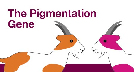 The Pigmentation Gene