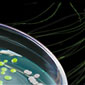 pGLO-bacterial-kit-ppt