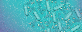 Identification of Salmonella by Serotyping