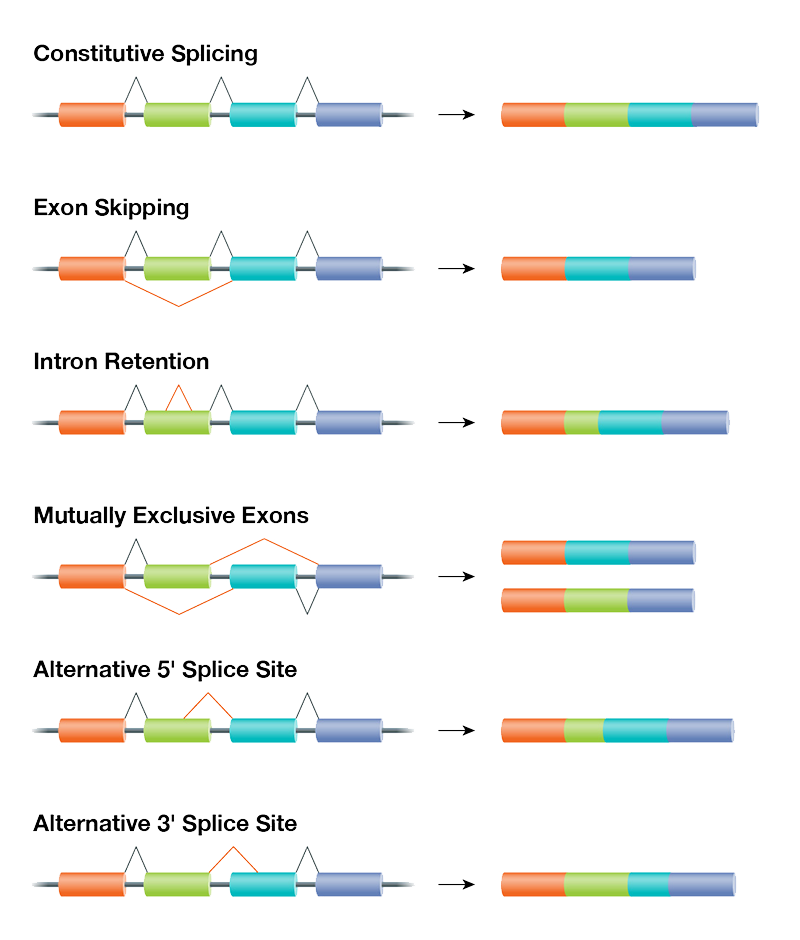 Variations in RNA splicing patterns can yield different proteins from the same transcript