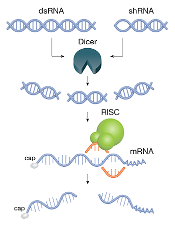 Basic molecular mechanism for siRNA silencing of gene expression