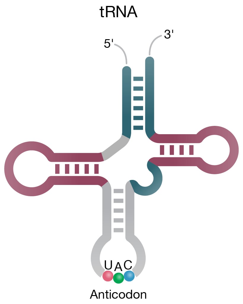 tRNA with three signature loops and anticodon