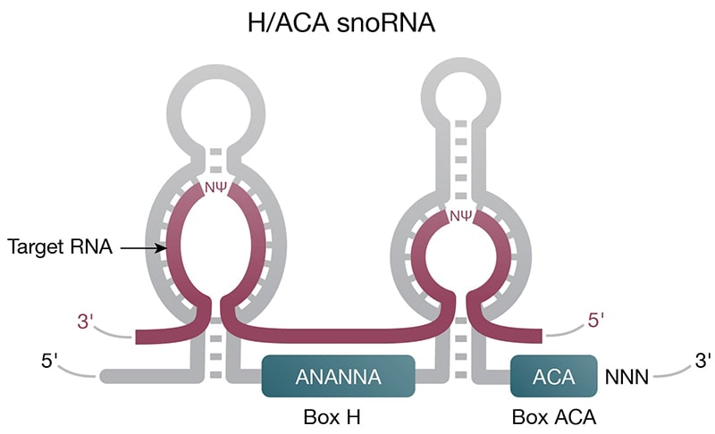 Representation of lncRNA with complex secondary structure