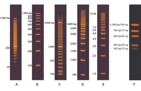 DNA Electrophoresis Size Standards