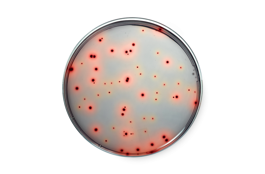 RAPID'Enterobacteriaceae Medium