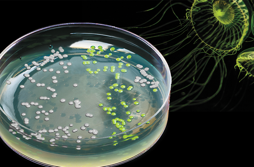 pGLO Bacterial Transformation Kit for General Biology