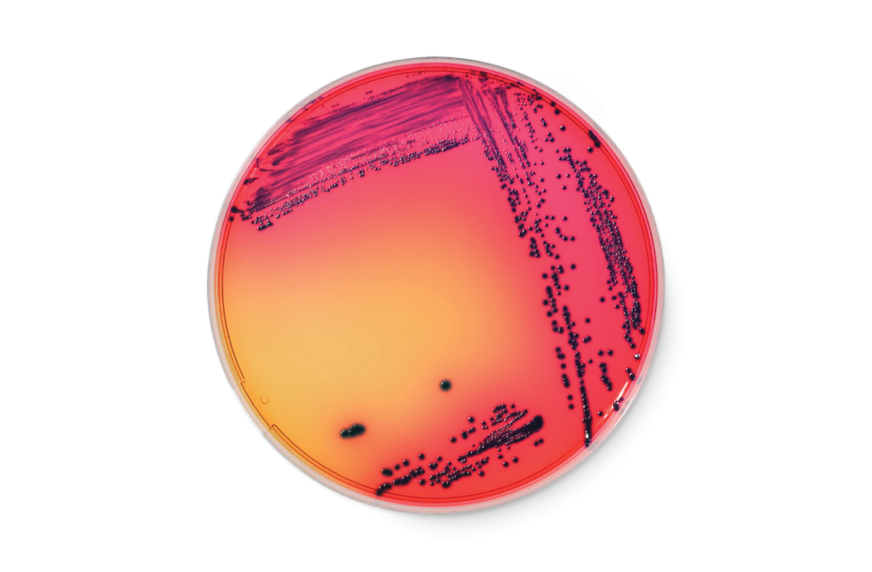 RAPID'E.coli O157:H7 Medium