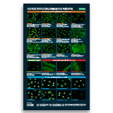 Autoimmune IFA Patterns - HEp-2, Mouse Kidney, Mouse Stomach/Kidney, Crithidia Luciliae