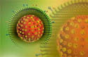 Herpes simplex HSV