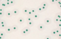 AL Agar Listeria according to Ottaviani and Agosti Medium