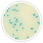 Rapid Listeria spp. Medium
