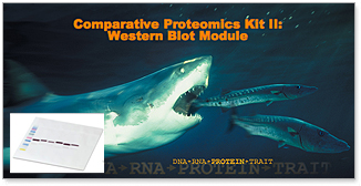 Comparative Proteomics Kit II: Western Blot Module