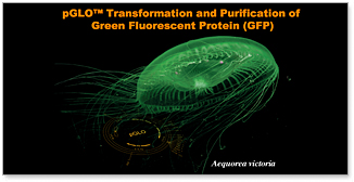 pGLO Transformation and Green Fluorescent Protein Chromatography Kits