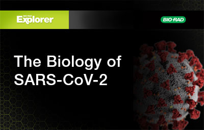What Is the SARS-CoV-2 Coronavirus?