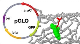 pGLO Plasmid Map and Resources Page