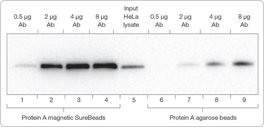 SureBeads Protein A Conjugated Beads pull down approximately four times more NAD(P)H dehydrogenase [quinone] 1 (NQO1) protein from HeLa cell lysates than do equal amounts of protein A agarose beads from a leading supplier, improving yields and reducing antibody consumption.