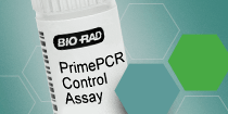 PrimePCR Array Controls