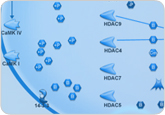 PrimePCR Primer Assays for Real-Time PCR biological signaling pathway maps