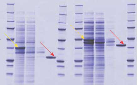 SDS-PAGE analysis of a purification of Profinity eXact fusions to a 26 kD Green Fluorescent Protein (GFP) and to a 40 kD maltose binding protein (MBP).