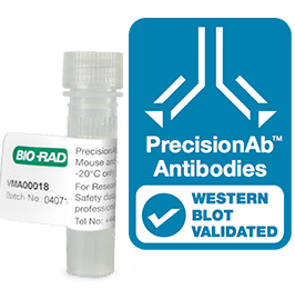 PrecisionAb Validated Western Blotting Antibodies