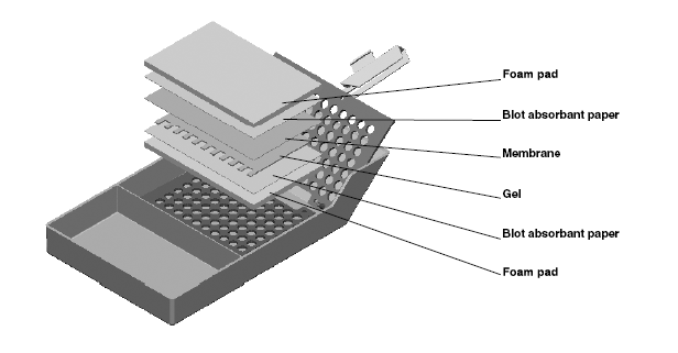 Criterion Components