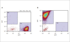 Two flow cytometry dot plot graphs displaying  green fluorescent protein and red fluorescent protein data points