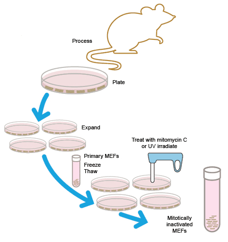 Preparation of mitotically inactivated MEF cells for use as feeder cells.