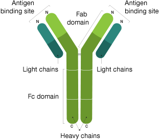 Primary Antibodies