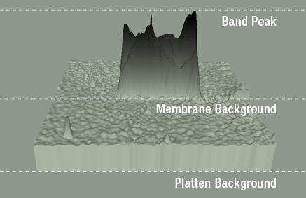 An image of protein band measurements on a western blot to calculate the band volume and how it compares with the measurement of the height of a mountain.