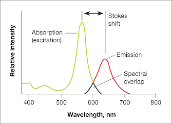 Strokes shift in fluorescence western blotting