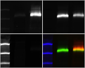 Multiplex fluorescent western blot detection