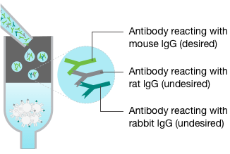 Antibody reacting with mouse lgG