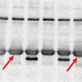 A blot with ghost bands – Western Blot Doctor - Signal Saturation Issues