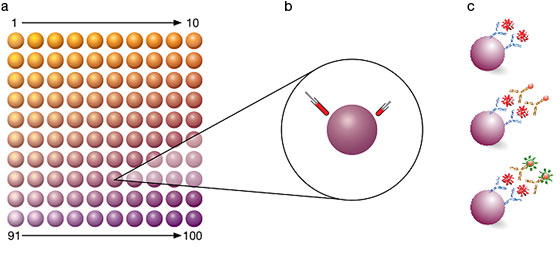 Illustration of antibody-conjugated fluorescent bead-based assay