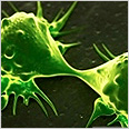 Single cell analysis