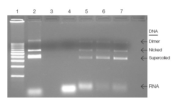 Analysis of plasmid DNA purified on UNOsphere Q support