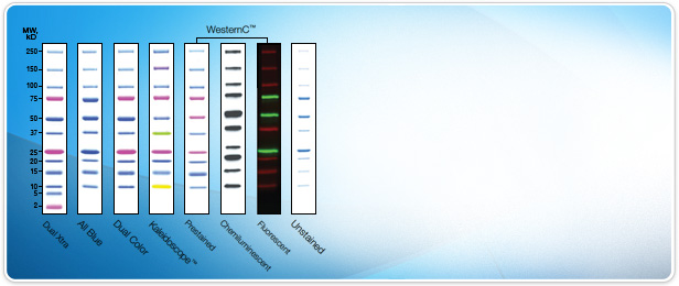 Precision Plus Protein Standards