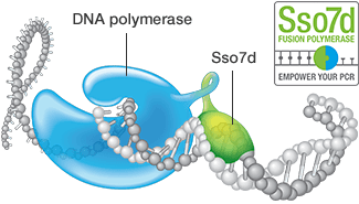 Sso7d Fusion DNA Polymerase
