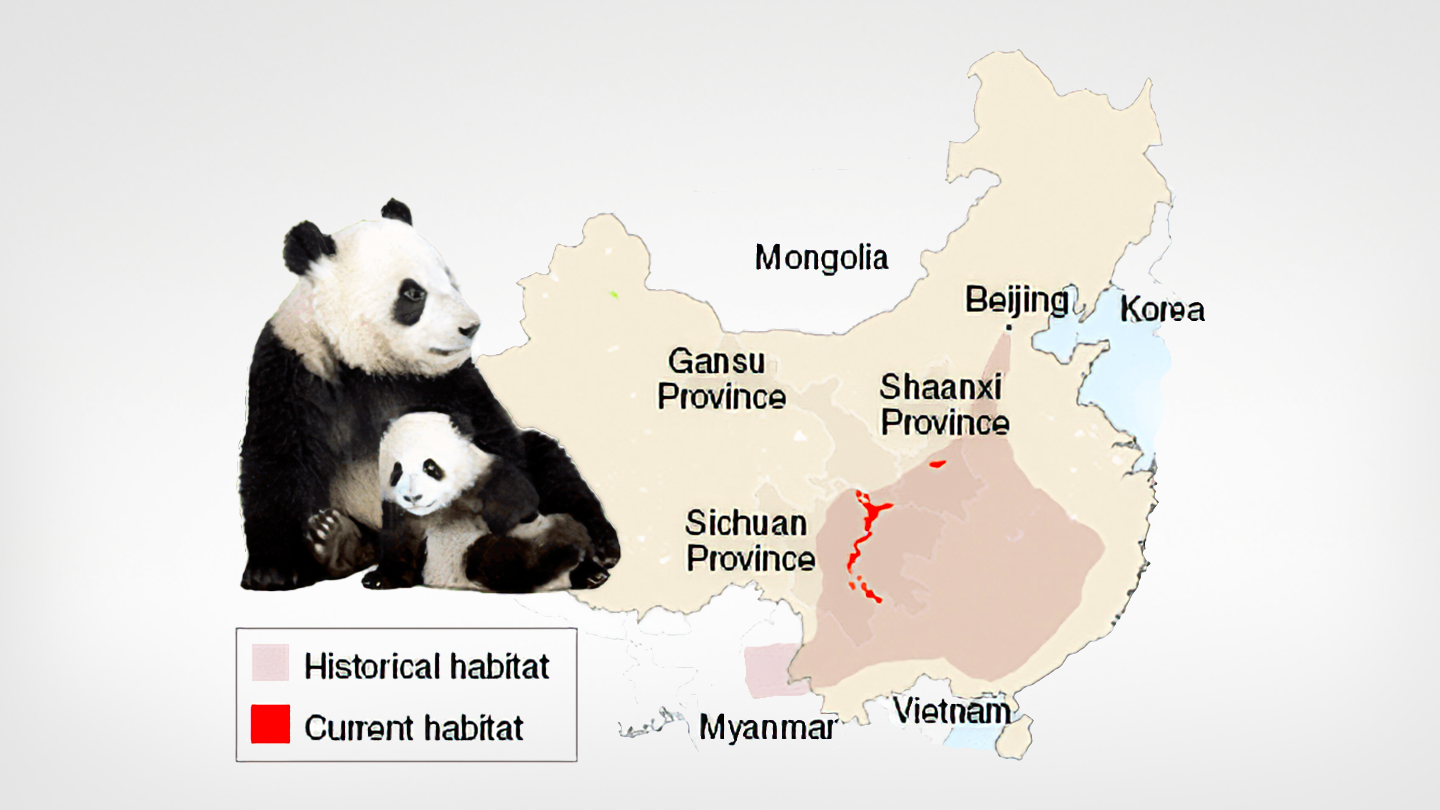 Купить карту с пандой. Панда с картами. Где обитают панды на карте. Резерваты гигантских панд на карте.