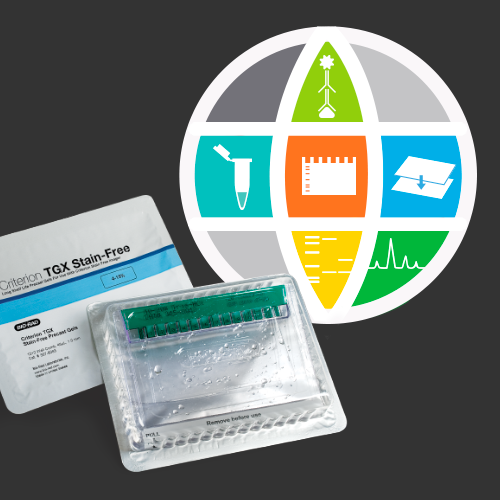 Western Blotting Selector Tool BioRad
