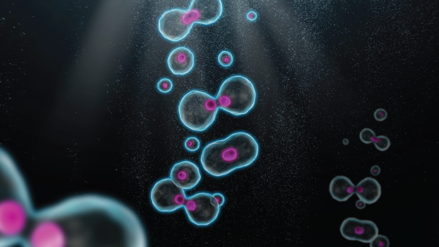 Research Antibodies | Bio-Rad