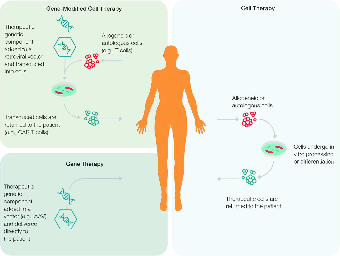 antibodies infographic figure 1