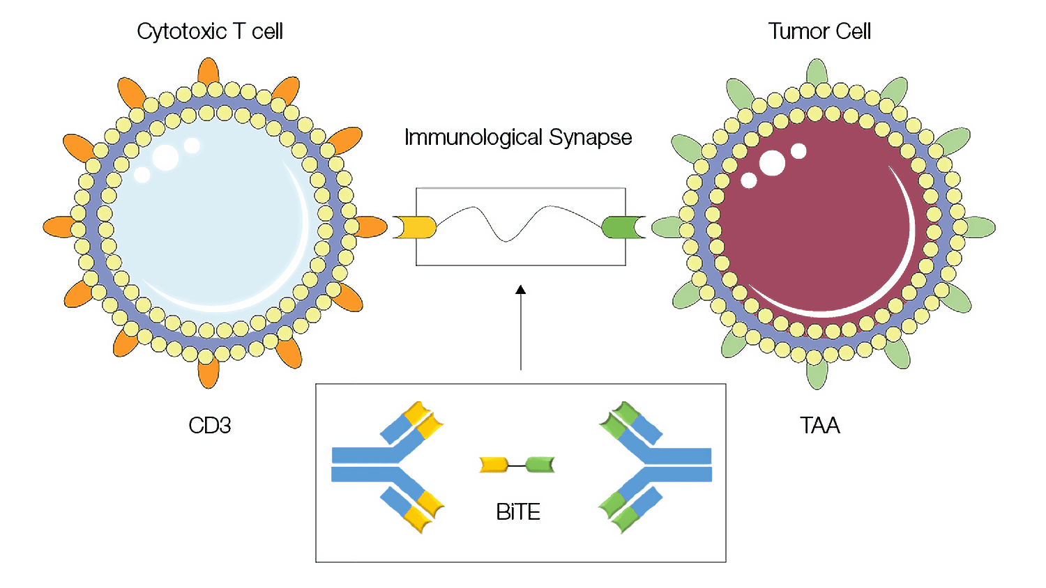 antibodies infographic figure 4