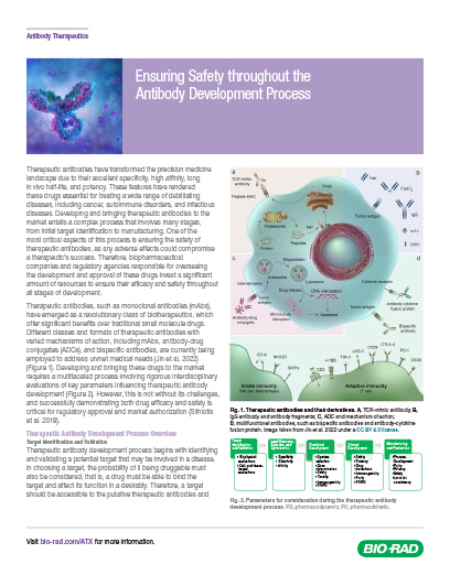 Ensuring Safety Throughout the Antibody Development Process