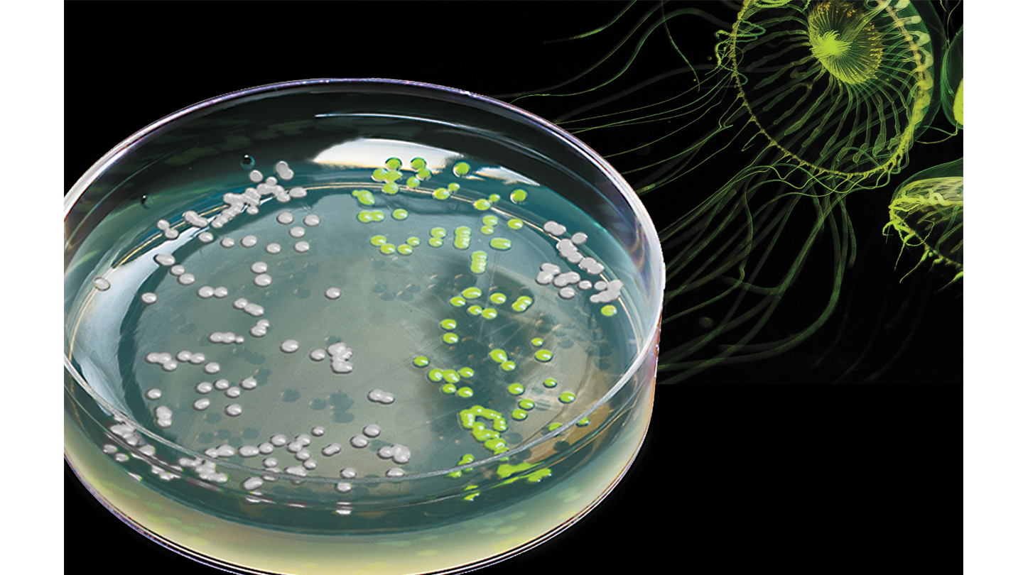 pGLO Bacterial Transformation Kit for General Biology | Bio-Rad