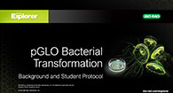 pGLO Bacterial Transformation Editable Powerpoint File