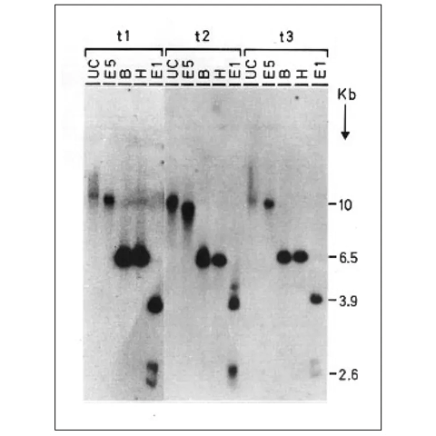 Southern blot showing DNA bands of T. harzianum transformants