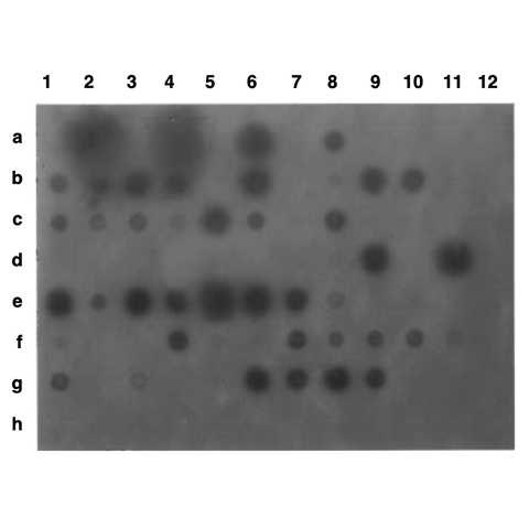 A 96-well dot blot showing DNA hybridization results.