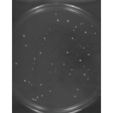 Petri dish with speckled dots, displaying transformed yeast colonies.